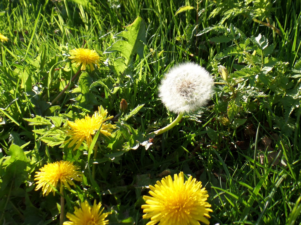 Havighorst bei Hamburg am 10.5.2015: Ein Spaziergang in der Feldmark, Löwenzahn am Wegesrand