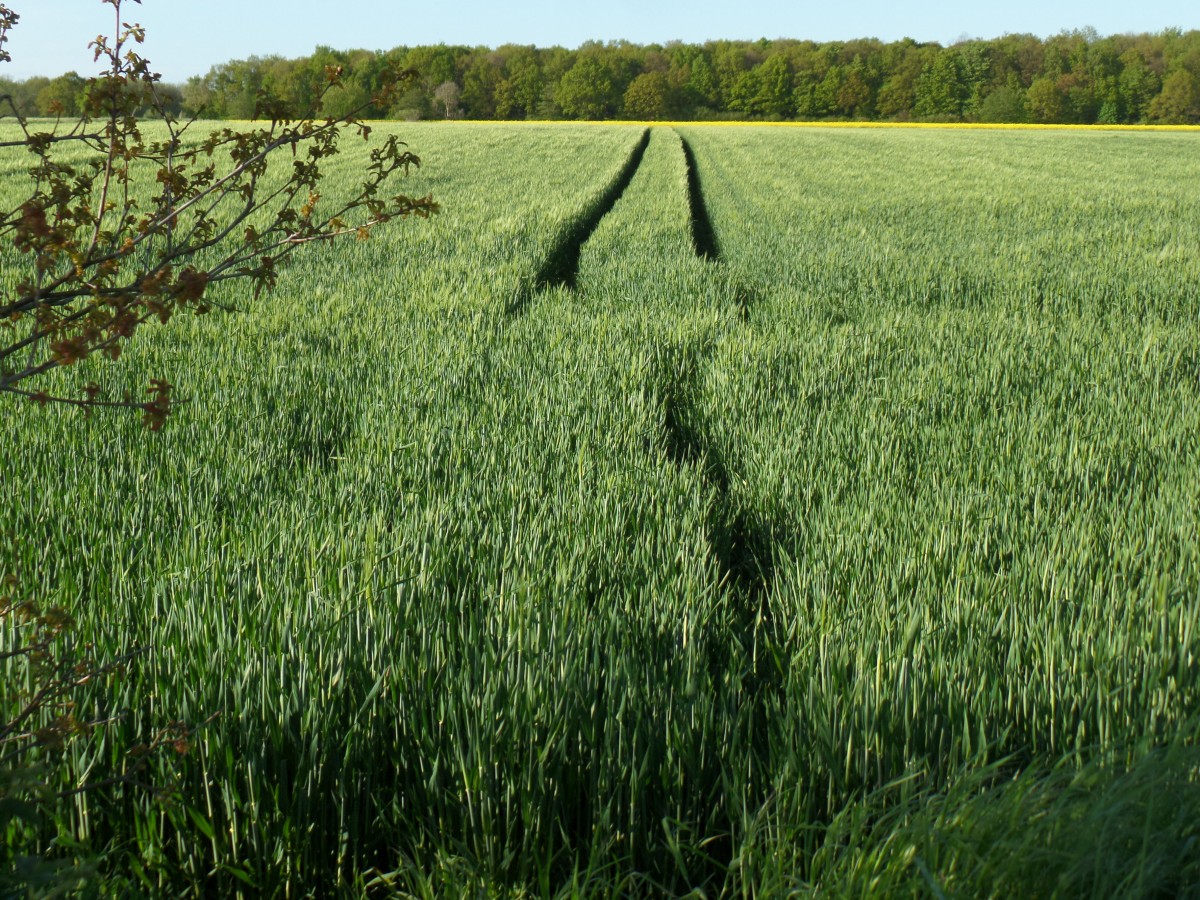 Havighorst bei Hamburg am 10.5.2015: Ein Spaziergang in der Feldmark, Spuren im Feld