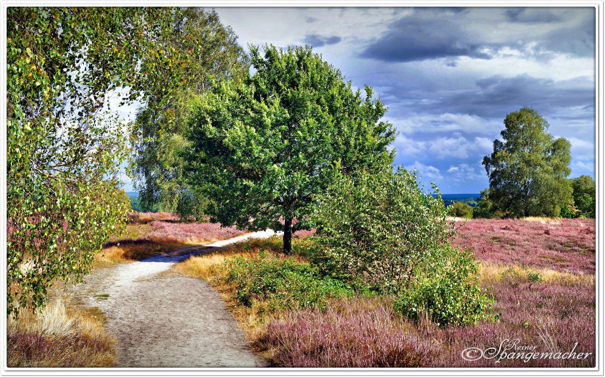 Heide am Wietzer Berg bei Müden/Örtze, Südheide August 2014. 