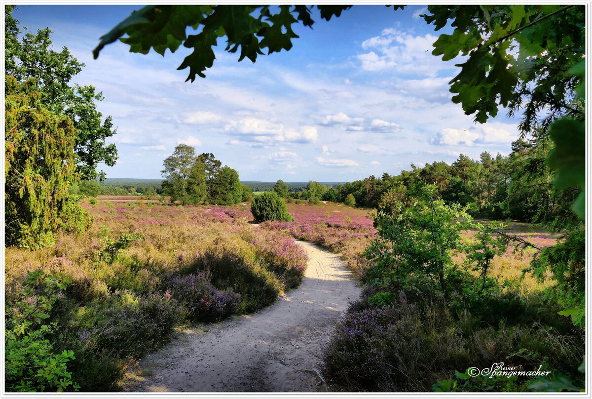 Heide am Wietzer Berg bei Müden/Örtze, Südheide. Hier befindet sich ebenfalls ein Denkmal des Heidedichters Hermann Löns. Ende August 2022. 