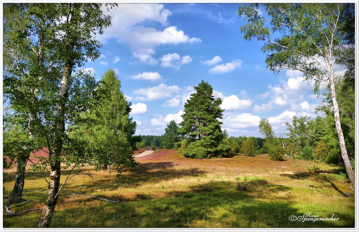 Heide Nähe Oberohe bei Faßberg in der Südheide. Ende August 2022