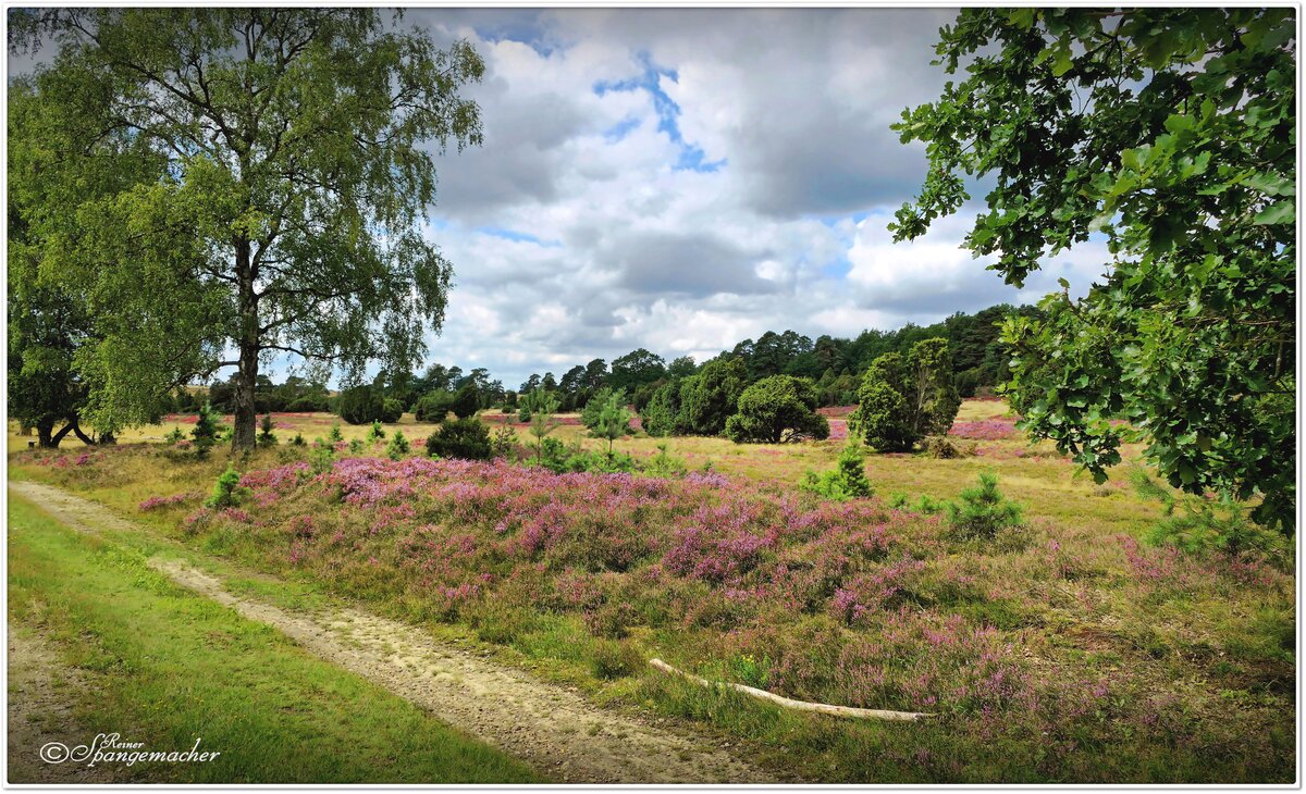 Heideblüte 2023 Anfang August. Ein Sommer reich an Regen. Wenn nun noch die Sonne scheinen würde, steht einer besonders schönen Blütezeit nichts mehr entgegen. Am Wegrand in der Haverbecker Heide, Naturschutzgebiet Lüneburger Heide.