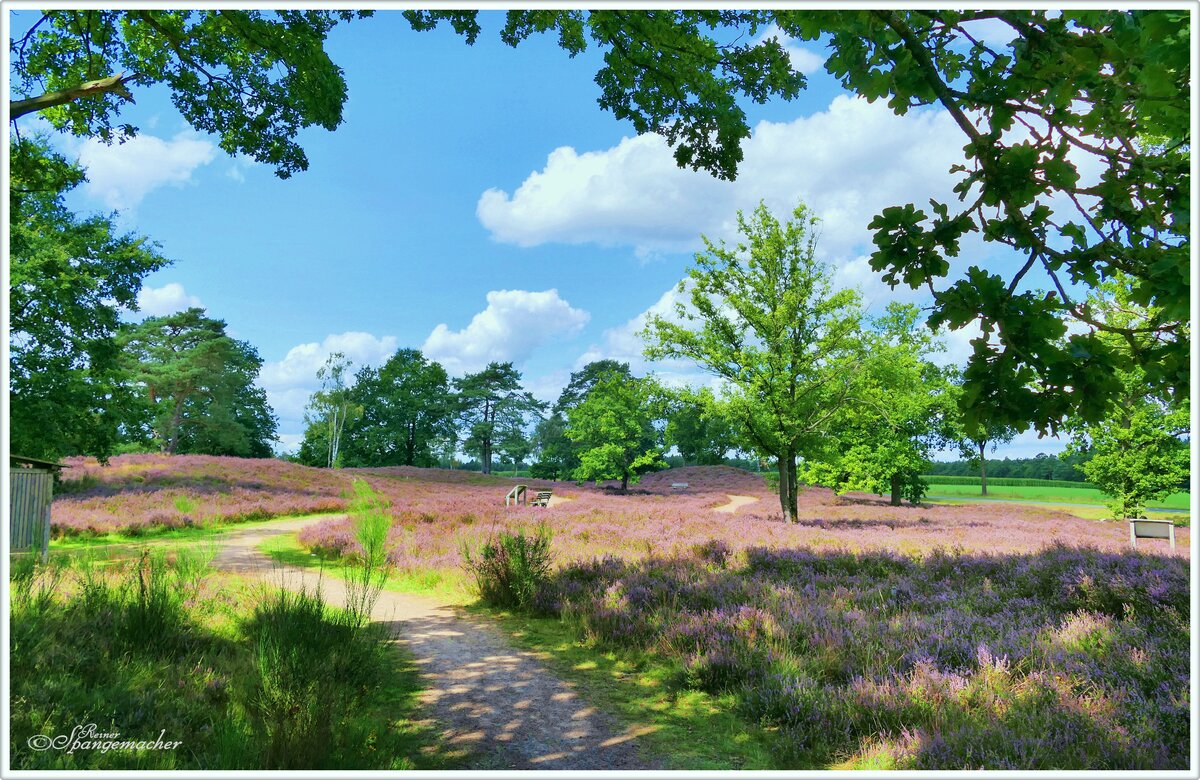 Heidegebiet an einem Parkplatz Nähe der Behringer Heide, Lüneburger Heide August 2025