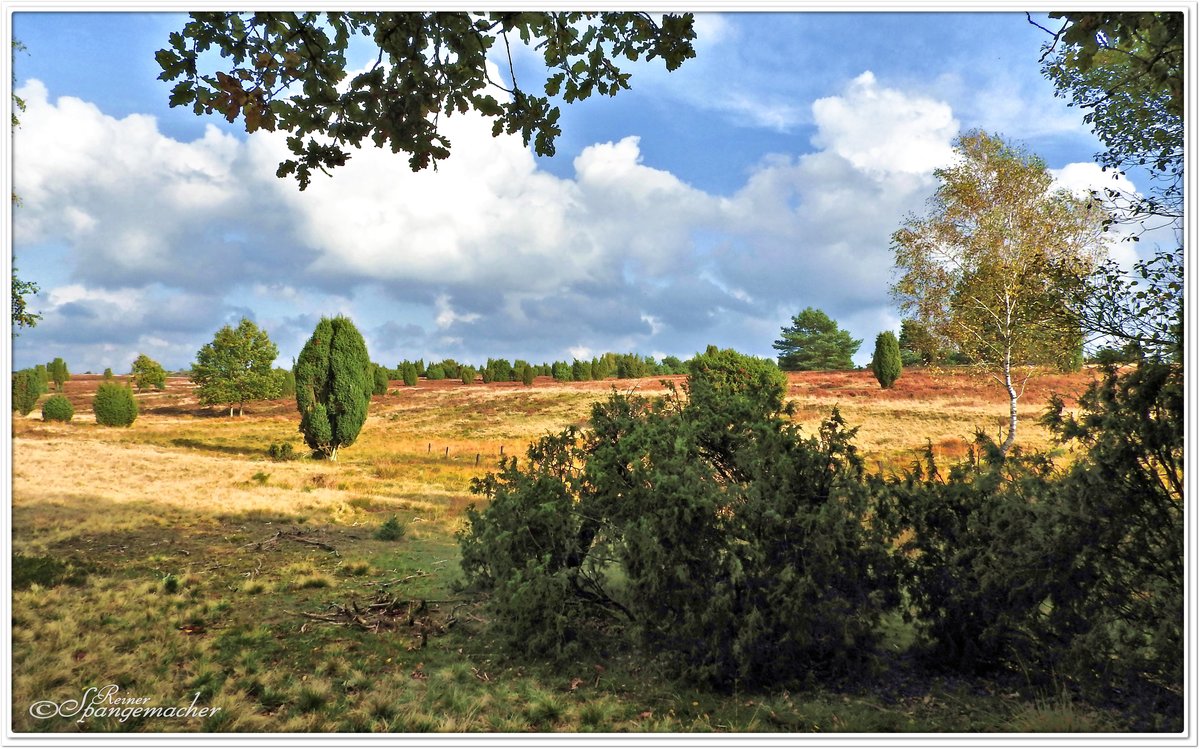 Heidelandschaft im Herbst, Oktober 2016, die Senke im Bild zeigt das Quellgebiet der Haverbeeke, die nur wenige Meter weiter rechts, den ersten kleinen Stauteich füllt, direkt am Fuße des Wilseder Berges. 