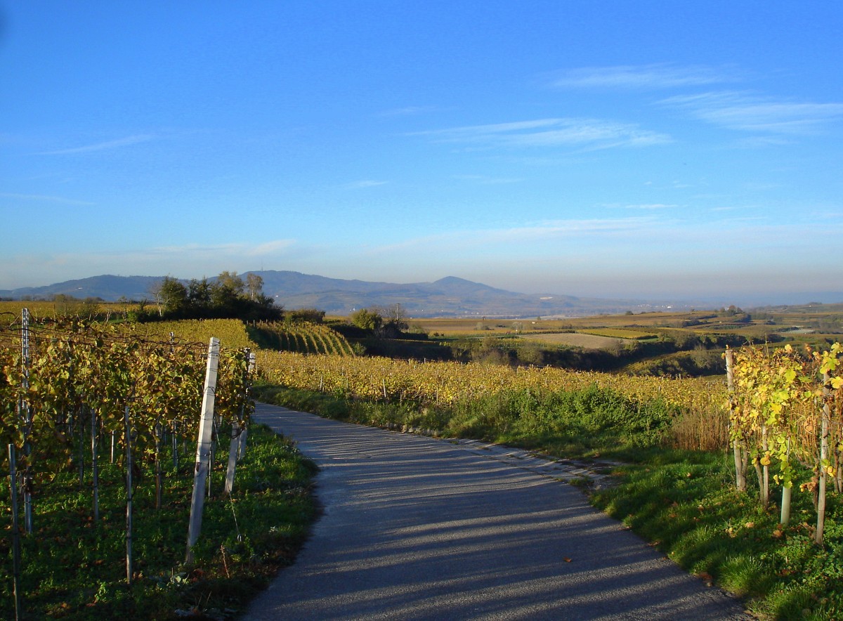 Herbst am Tuniberg, Blick vom Hhenweg zum Kaiserstuhl, Nov.2005