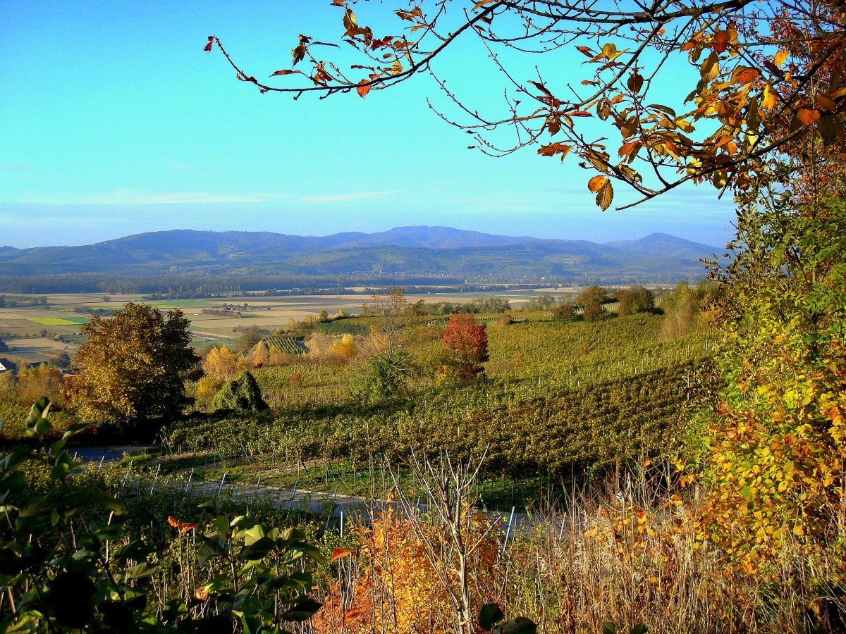 Herbst am Tuniberg, Blick vom Hhenweg zum Kaiserstuhl, Nov.2004 