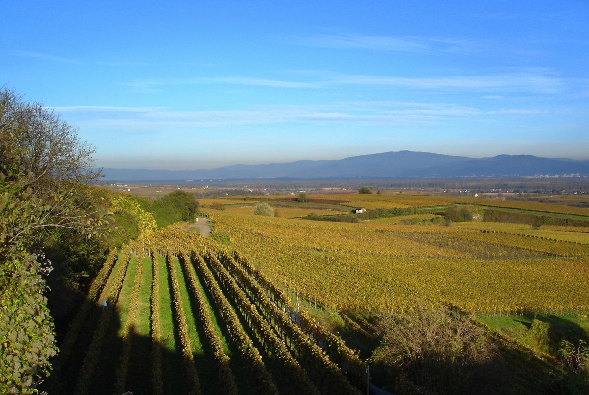 Herbst am Tuniberg, mit Blick zum Schwarzwald, rechts im Hintergrund Freiburg, Nov.2005