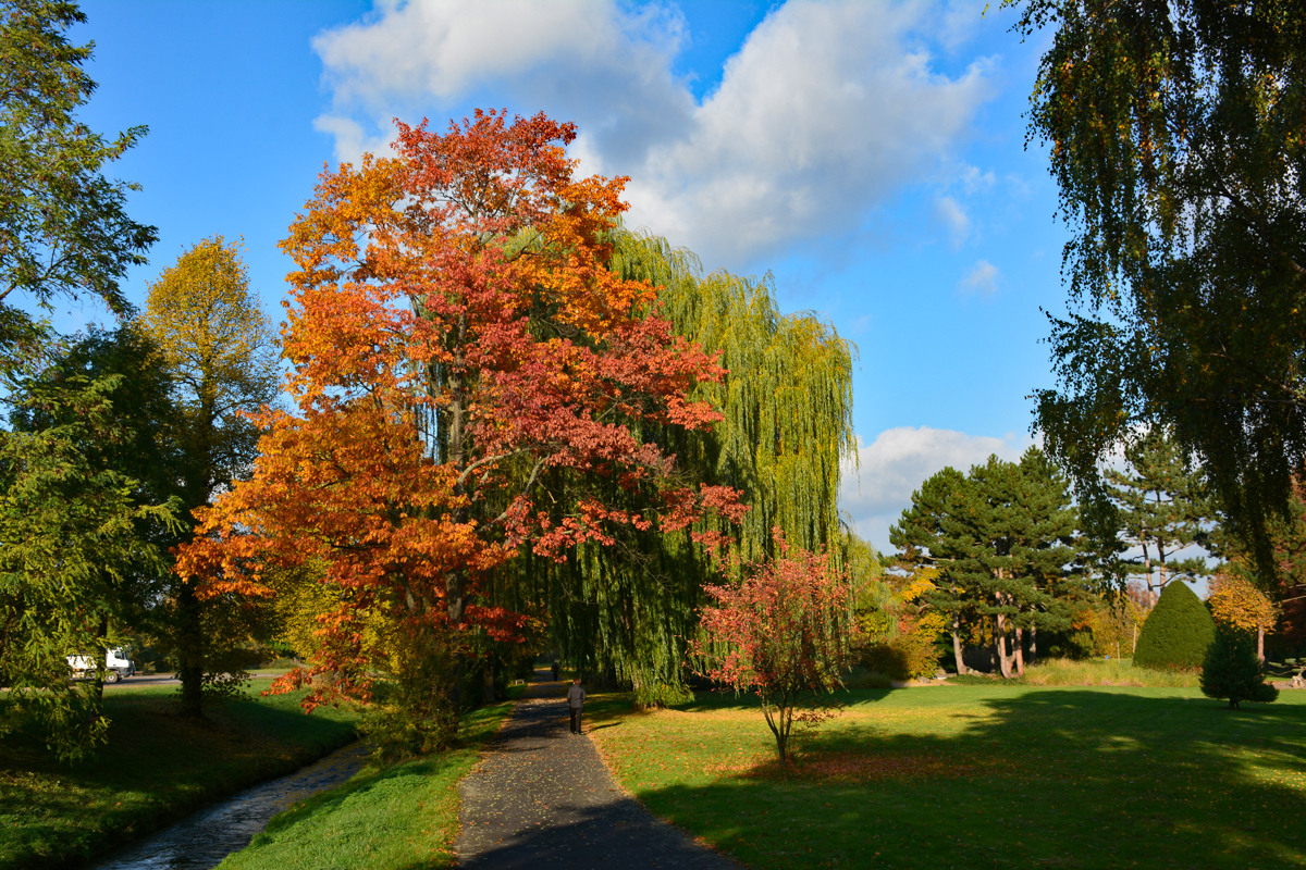 Herbst in der Erftaue Euskirchen - 29.10.2016