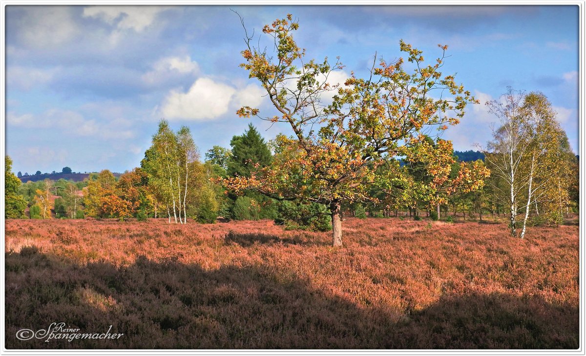 Herbst in der Heide bei Niederhaverbeck Oktober 2016. Nein, die Heide blüht nicht, die fasst Rostrote Farbe in der Sonne, täuscht dies der Kamera nur vor. Im Hintergrund links, ist der Wilseder Berg zu erkennen, die höchste Erhebung der Lüneburger Heide.