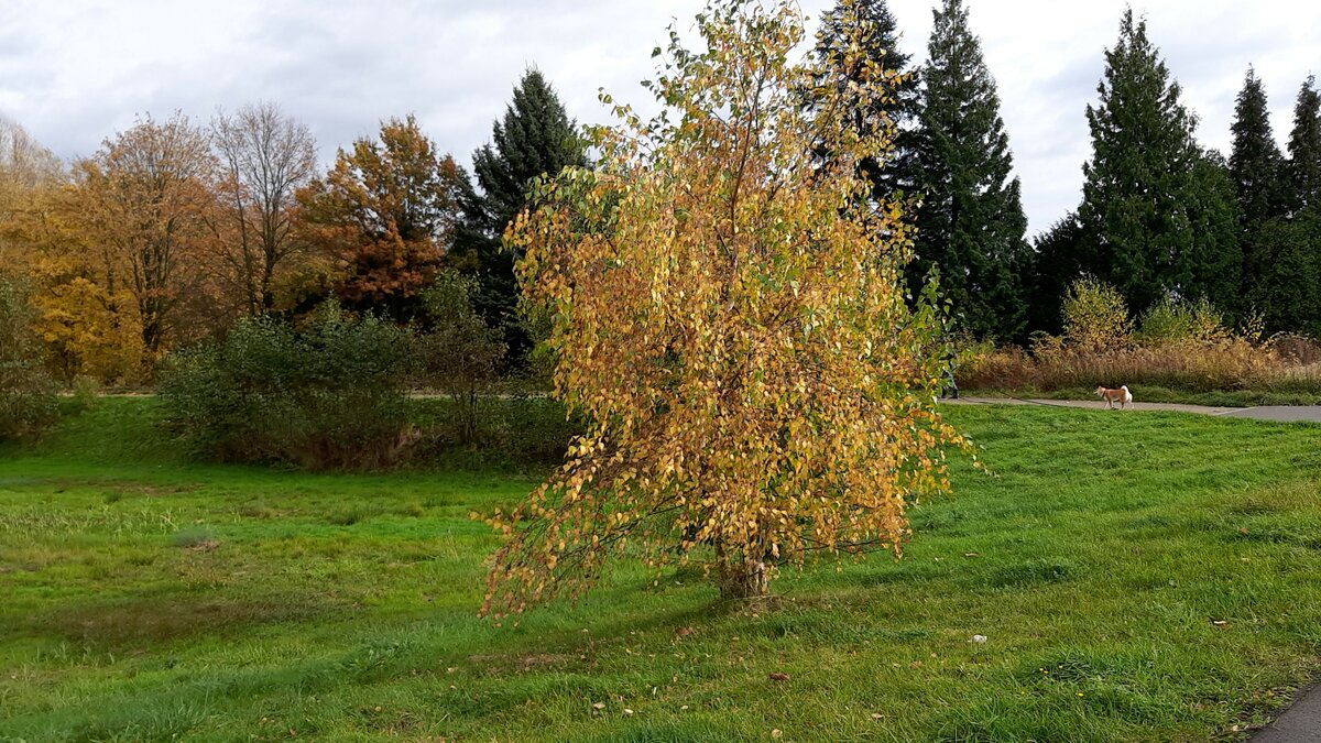 Herbst in der Maybacher Heide (Recklinghausen), am 30.10.2021.