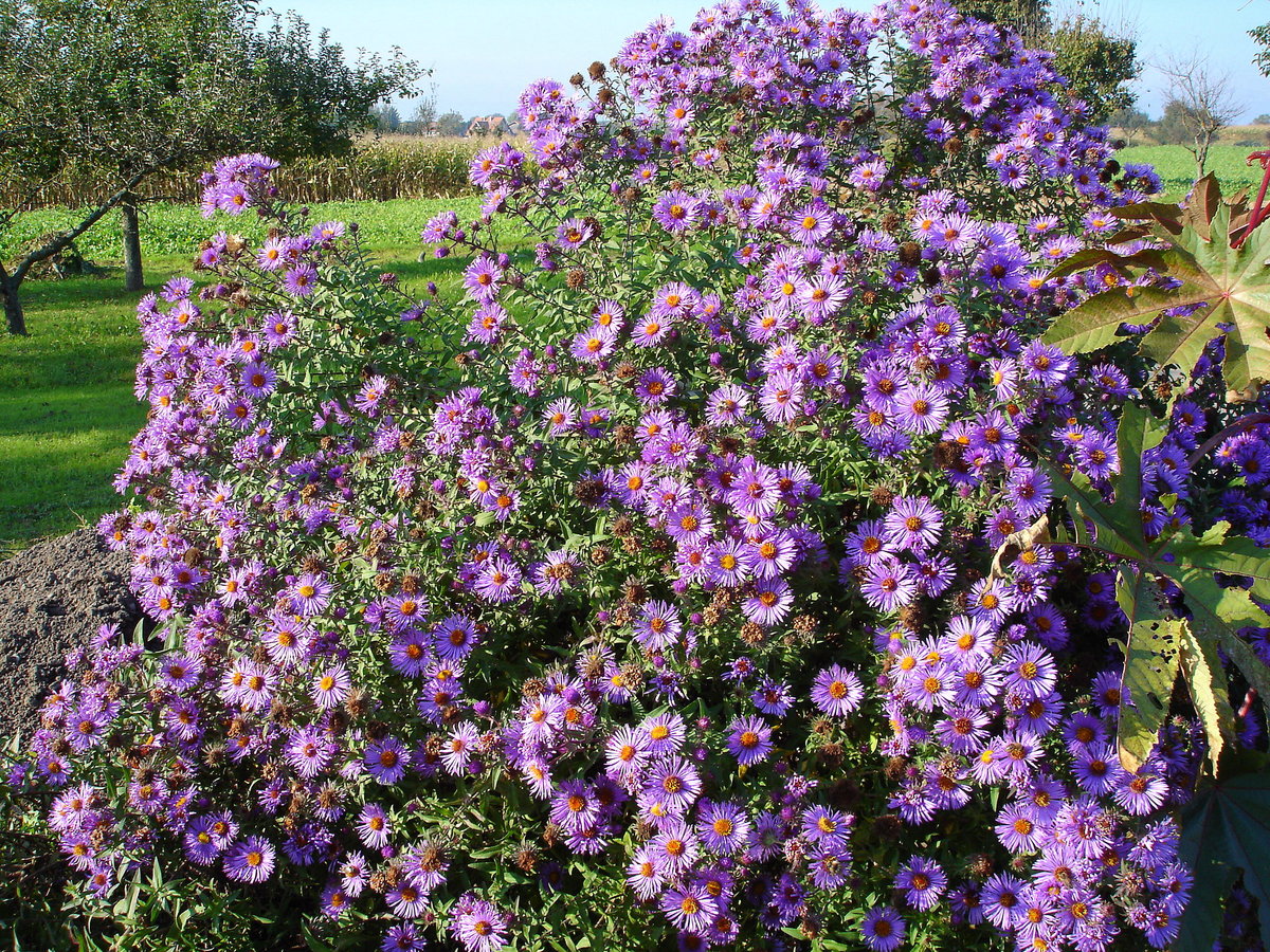 Herbstaster, in vielen Formen und Farben bei uns in Gärten und Parkanlagen, Okt.2005