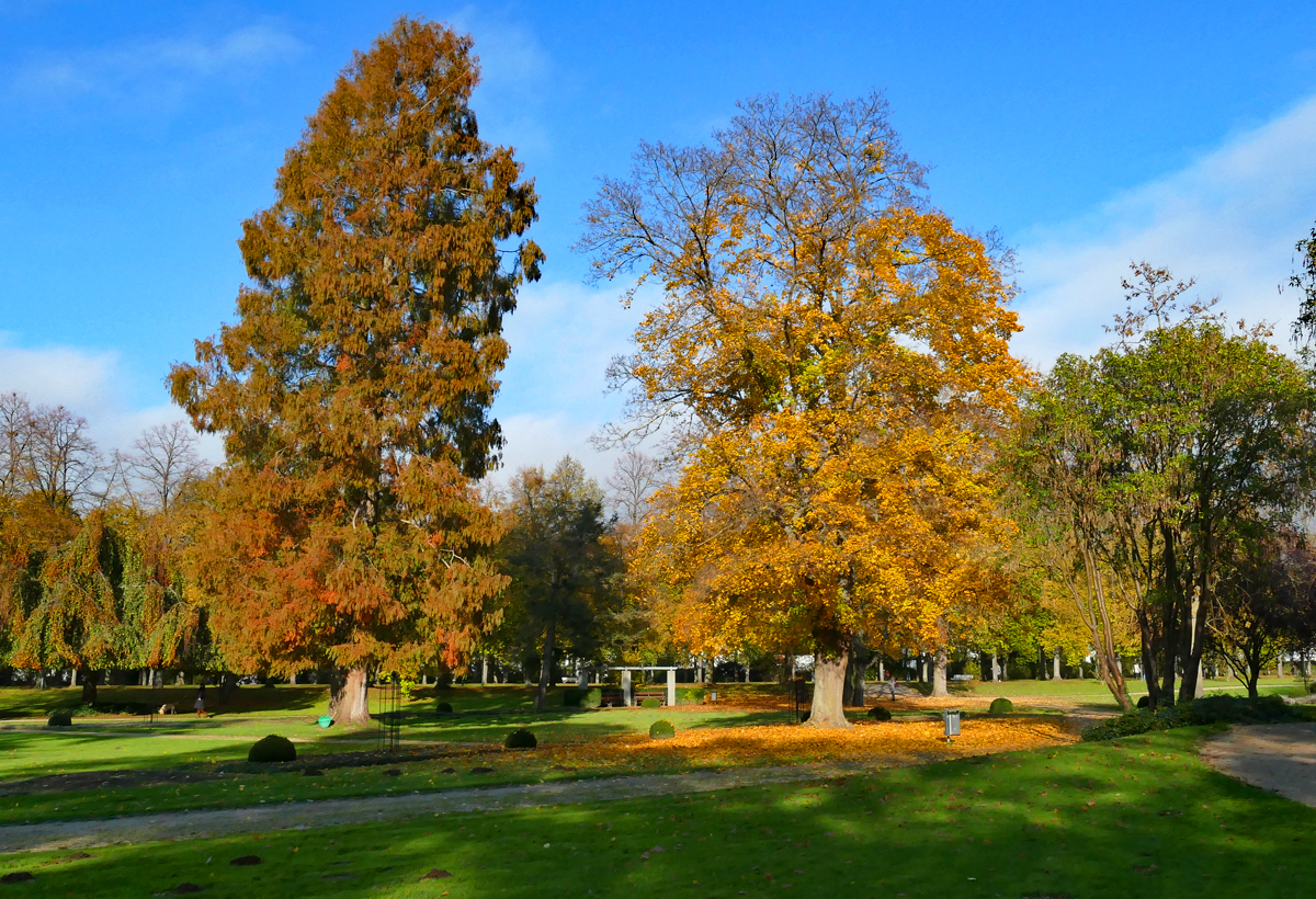 Herbstbäume am Ahrufer in Bad Neuenahr - 10.11.2019