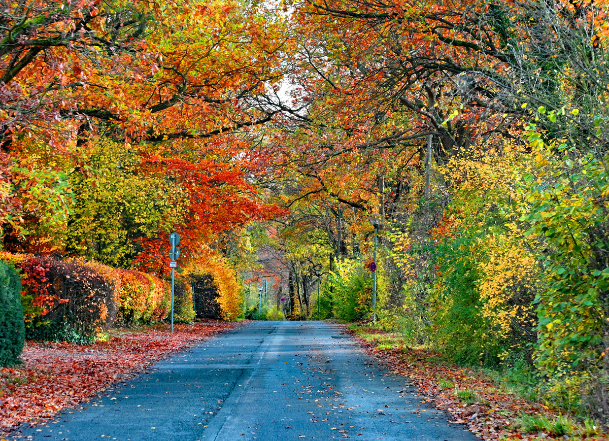 Herbstbäume an der Steinbachtalsperre bei Euskirchen - 04.11.2021