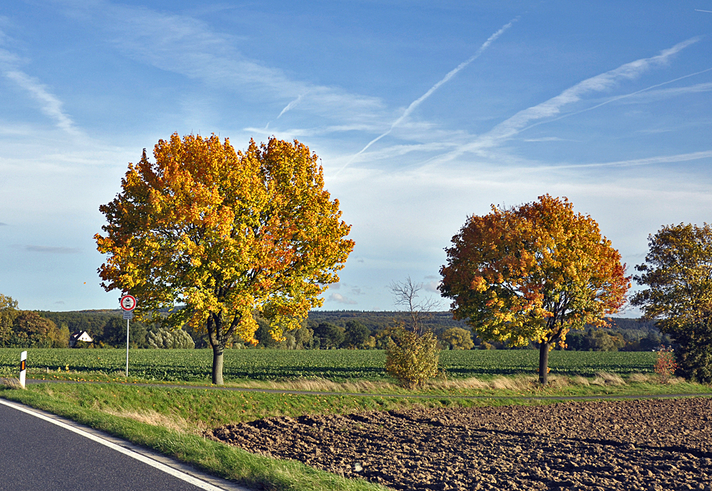 Herbstbume bei Euskirchen - 20.10.2013