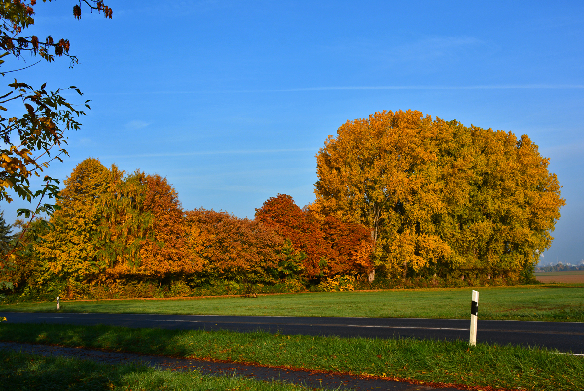 Herbstbäume bei Euskirchen - 26.10.2015