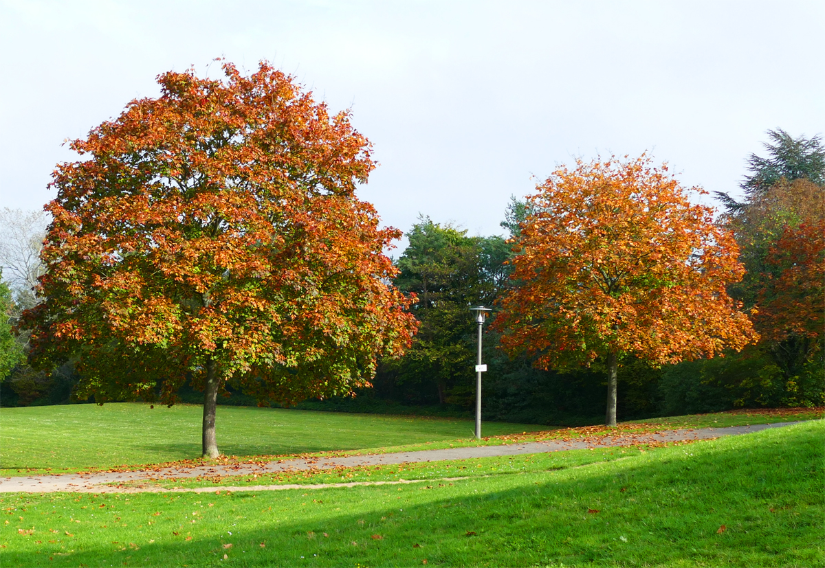 Herbstbäume im Freizeitpark Rheinbach - 23.10.2019