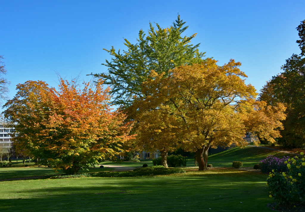 Herbstbäume im Kurzpark von Bad Neuenahr - 30.10.2016
