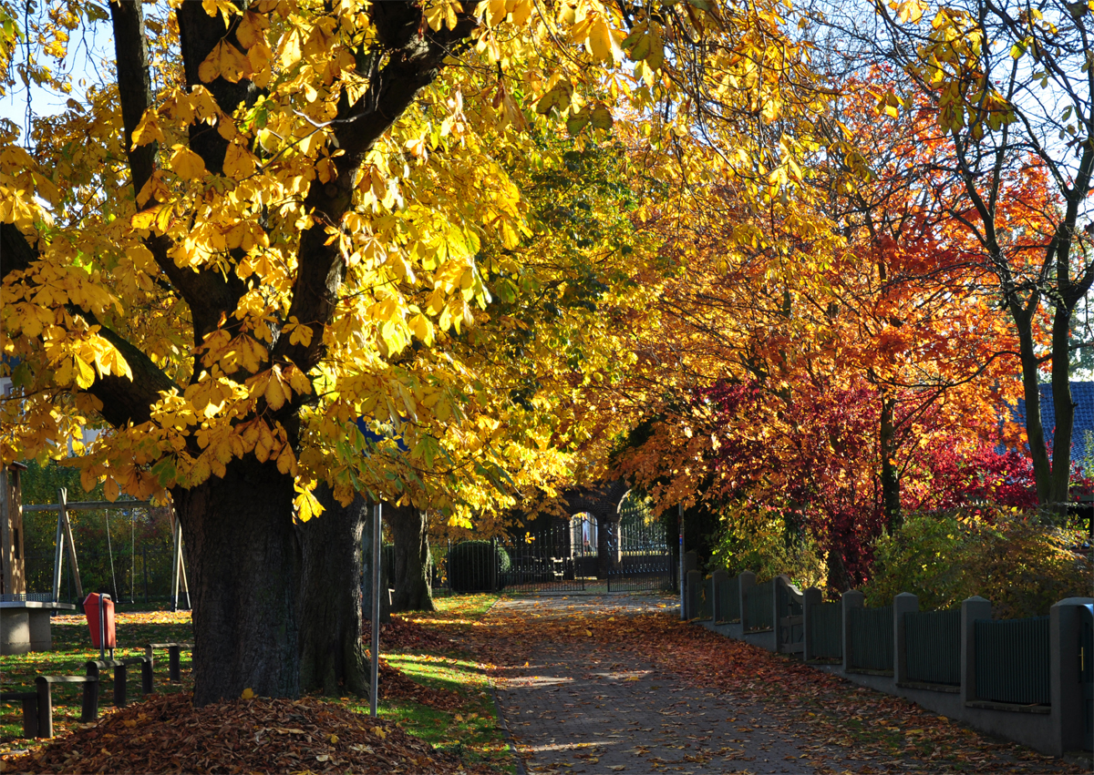 Herbstbäume in voller Farbenpracht bei Euskirchen - 31.10.2021