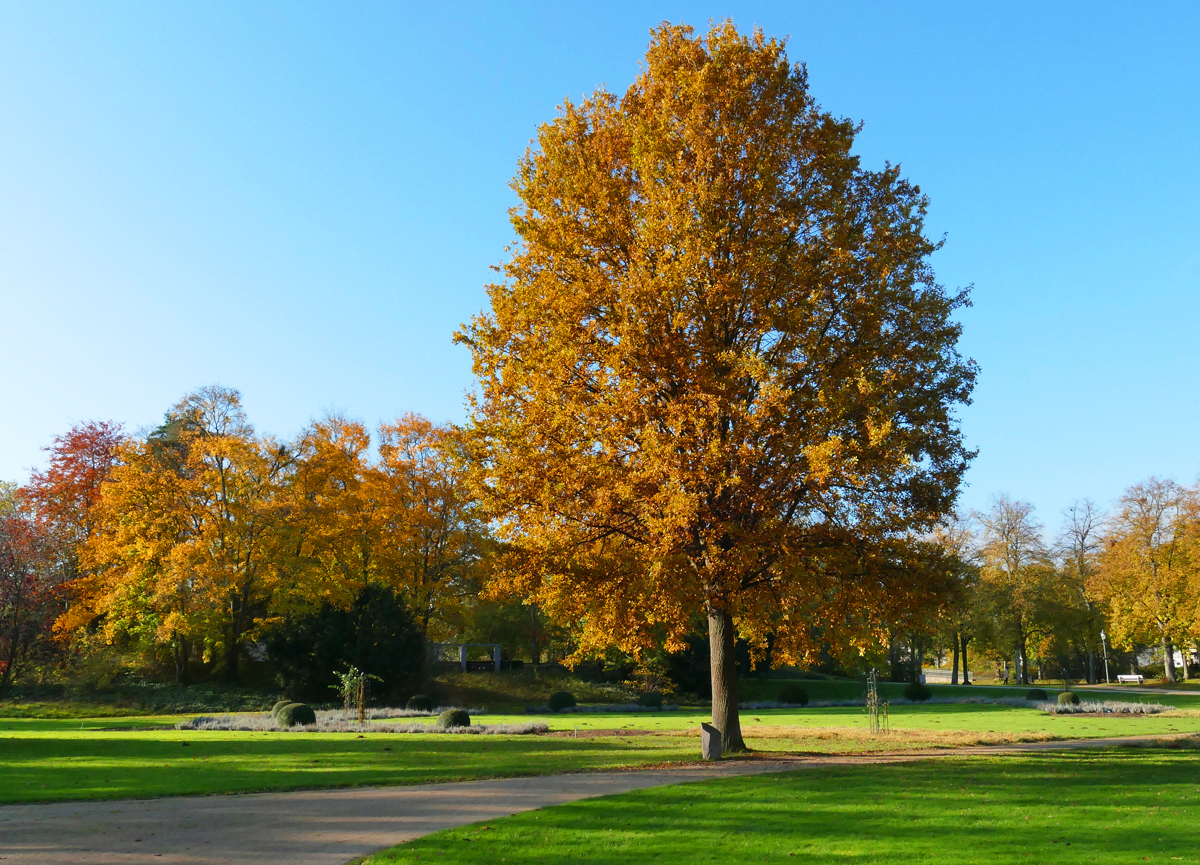 Herbstbaum am Ahrufer in Bad Neuenahr - 10.11.2019