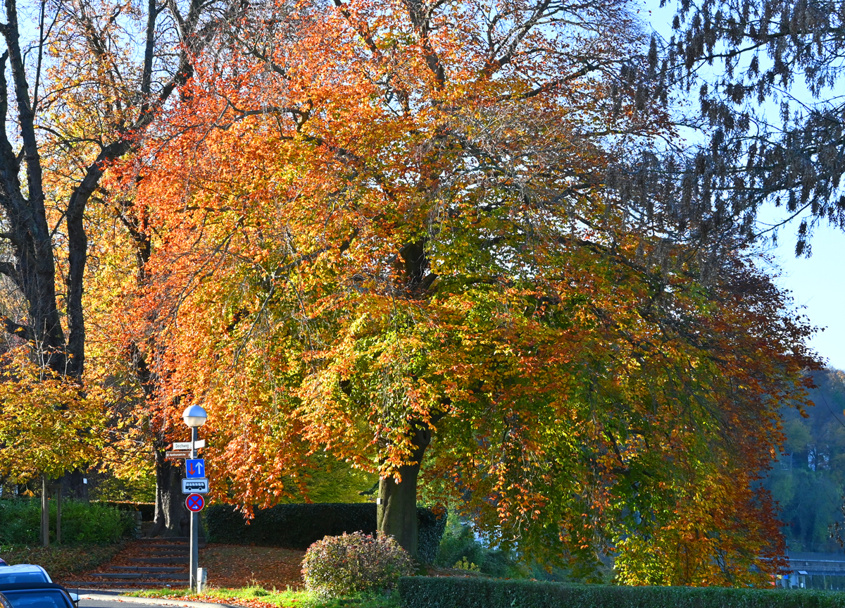 Herbstbaum am Rheinufer in Remagen - 09.11.2021