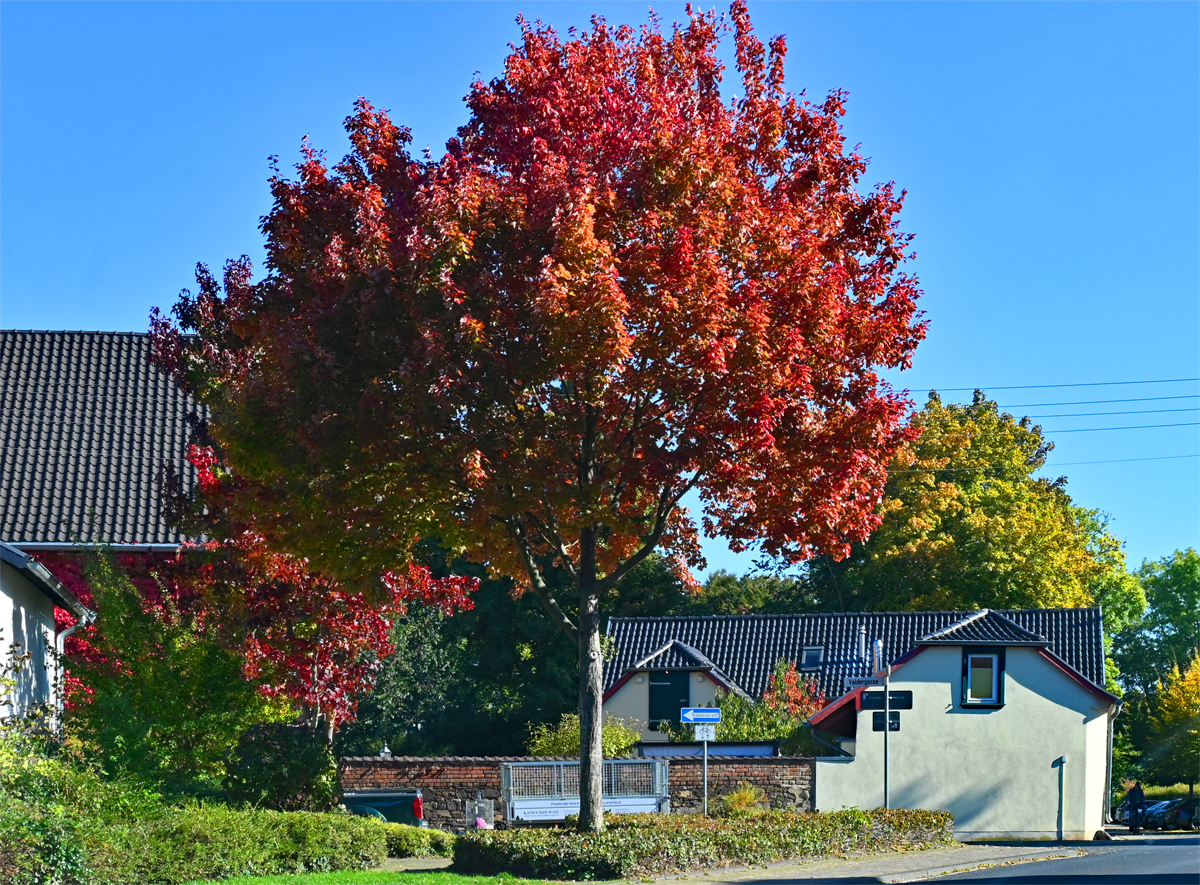 Herbstbaum in Eu-Flamersheim - 09.10.2022