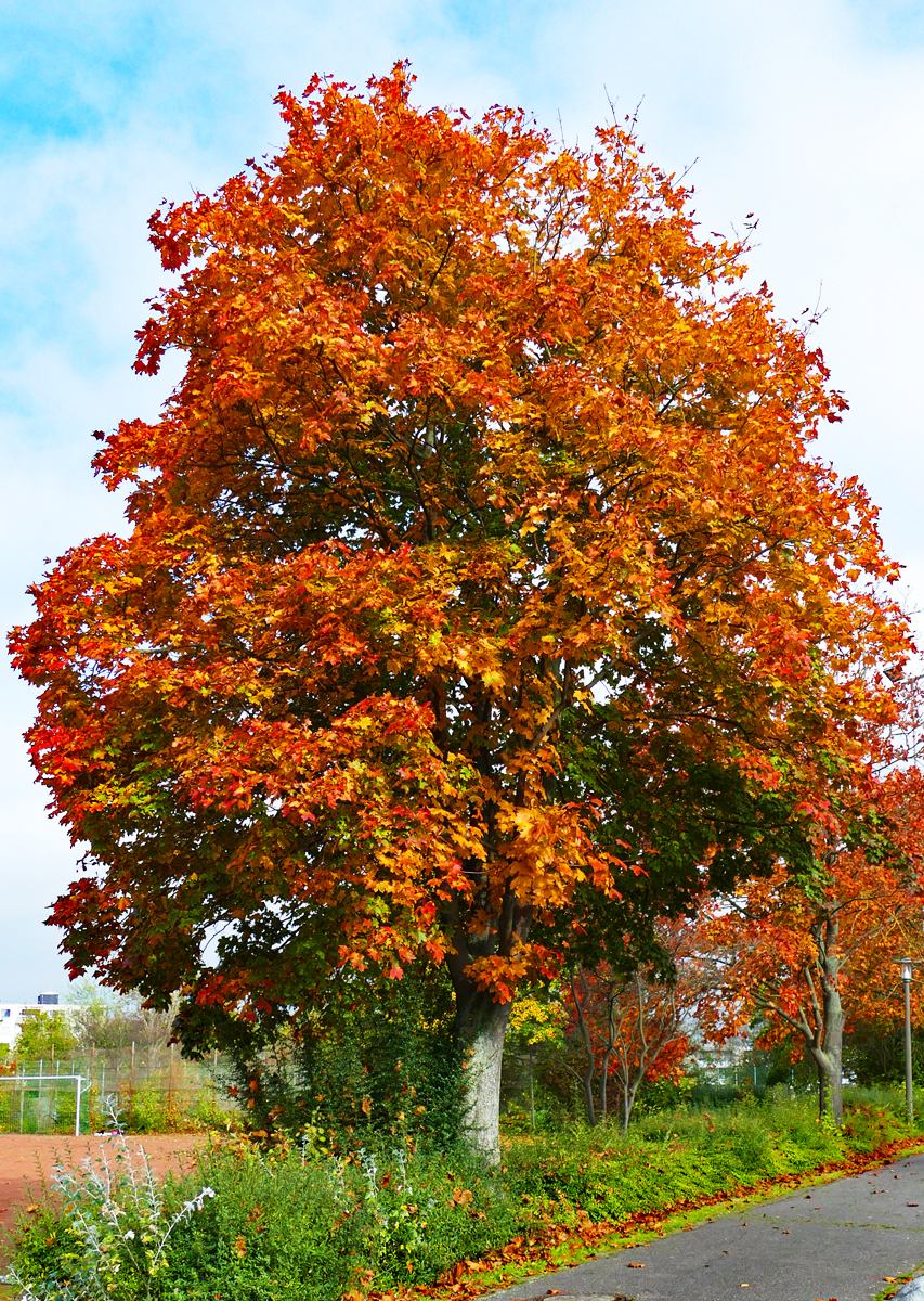 Herbstbaum im Freizeitpark Rheinbach - 23.10.2019