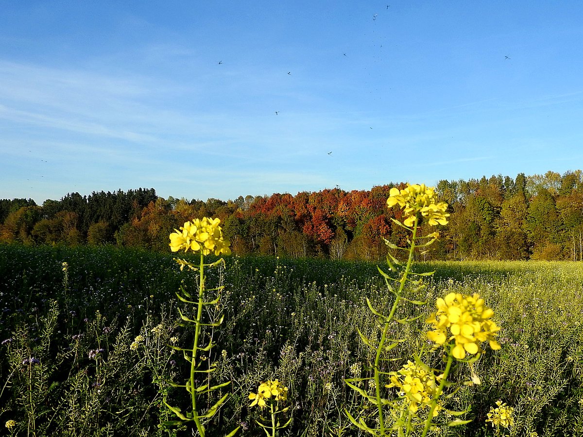 Herbstfarben und der Tanz der Mücken; 161101