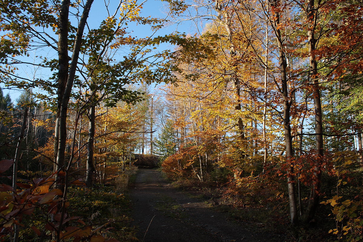 Herbstlich bunter Mischwald in der Nähe von Braunlage; später Nachmittag des 24.10.21 im Schultal...