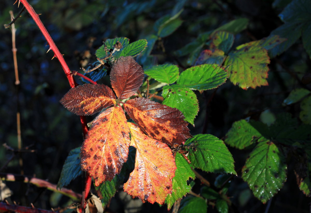 Herbstlich gefärbtes Blatt einer Brombeerhecke am 25.11.2020. 