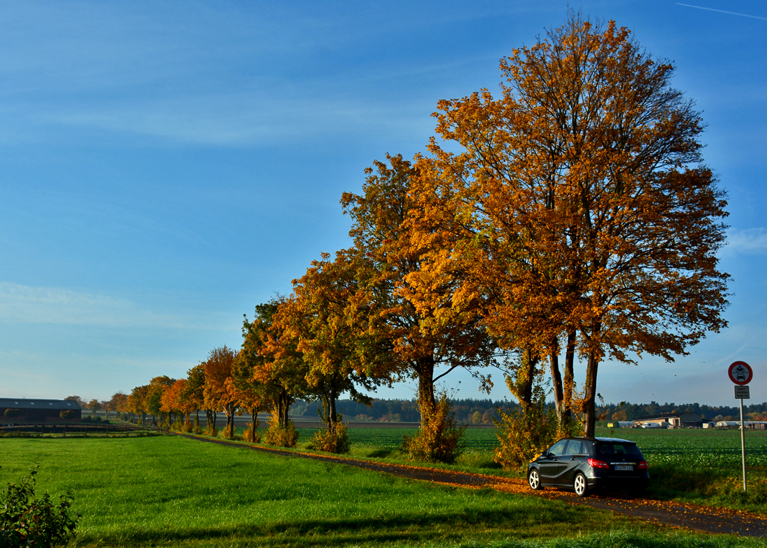 Herbstliche Baumreihe an einem Feldweg in der Eifel - 26.10.2015