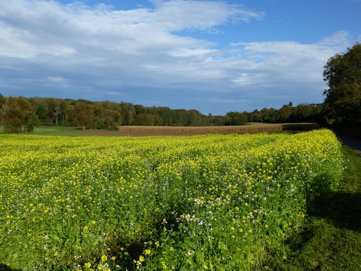 herbstliche Landschaft am Marchhgel in der Rheinebene, Okt.2014