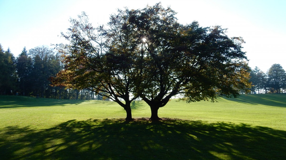 Herbstliche Lichtspiele im Gurtenpark. Der Berner Hausberg Gurten, liebevoll “Güsche” genannt, lädt seit der Parkeröffnung 1999 zum Verweilen ein - 29.10.2014
