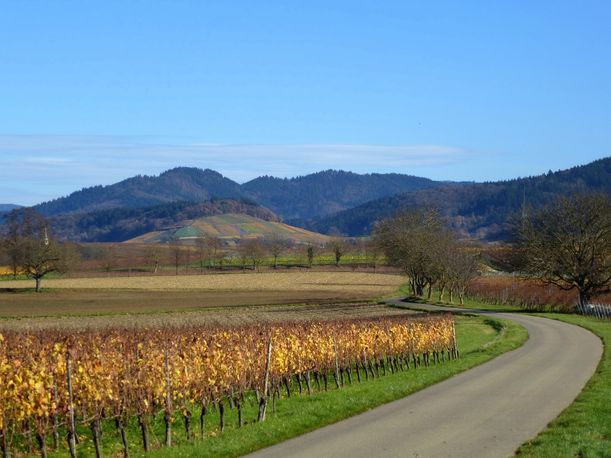 Herbstliche Weinfelder im Markgrflerland, mit den Schwarzwaldbergen im Hintergrund, Nov.2015