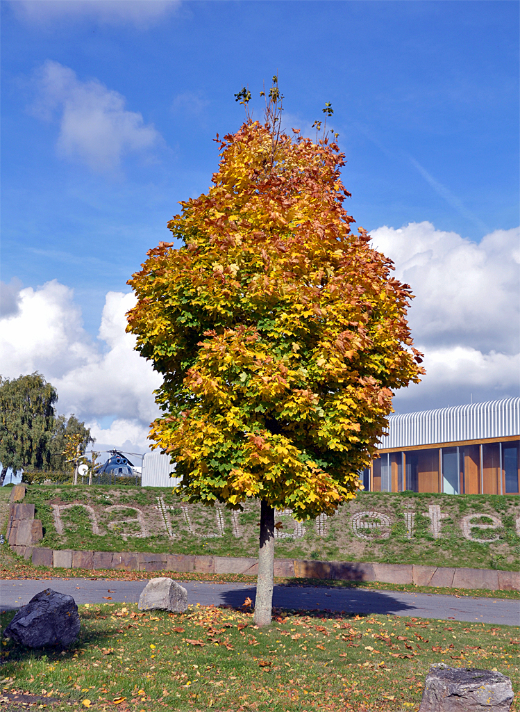 Herbstlicher Baum im Industriegebiet von Kall - 18.10.2013