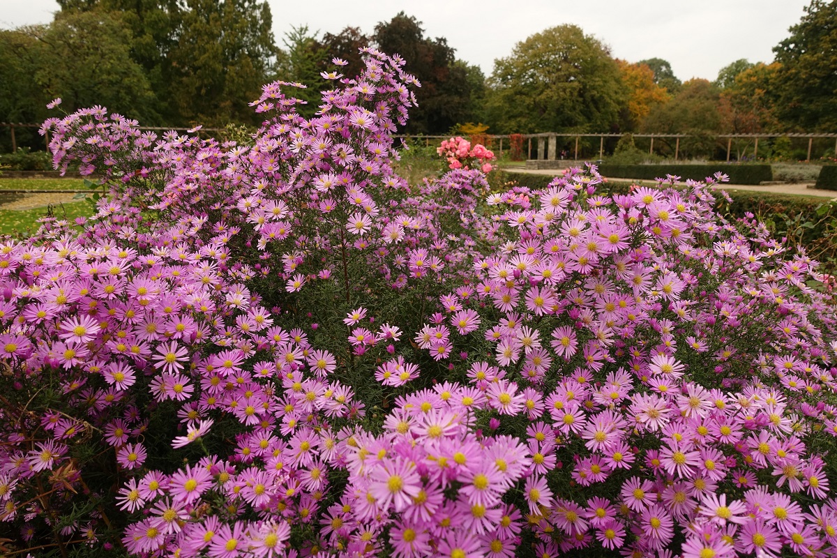 Herbstlicher Oktober im Hamburger Stadtpark am 20.+23.10.2020 /