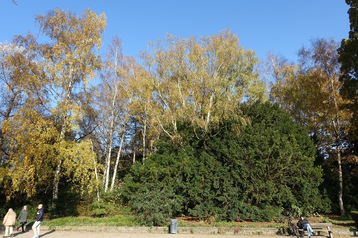 Herbstlicher Spaziergang durch den Hamburger Stadtpark am 7.11.2020 /