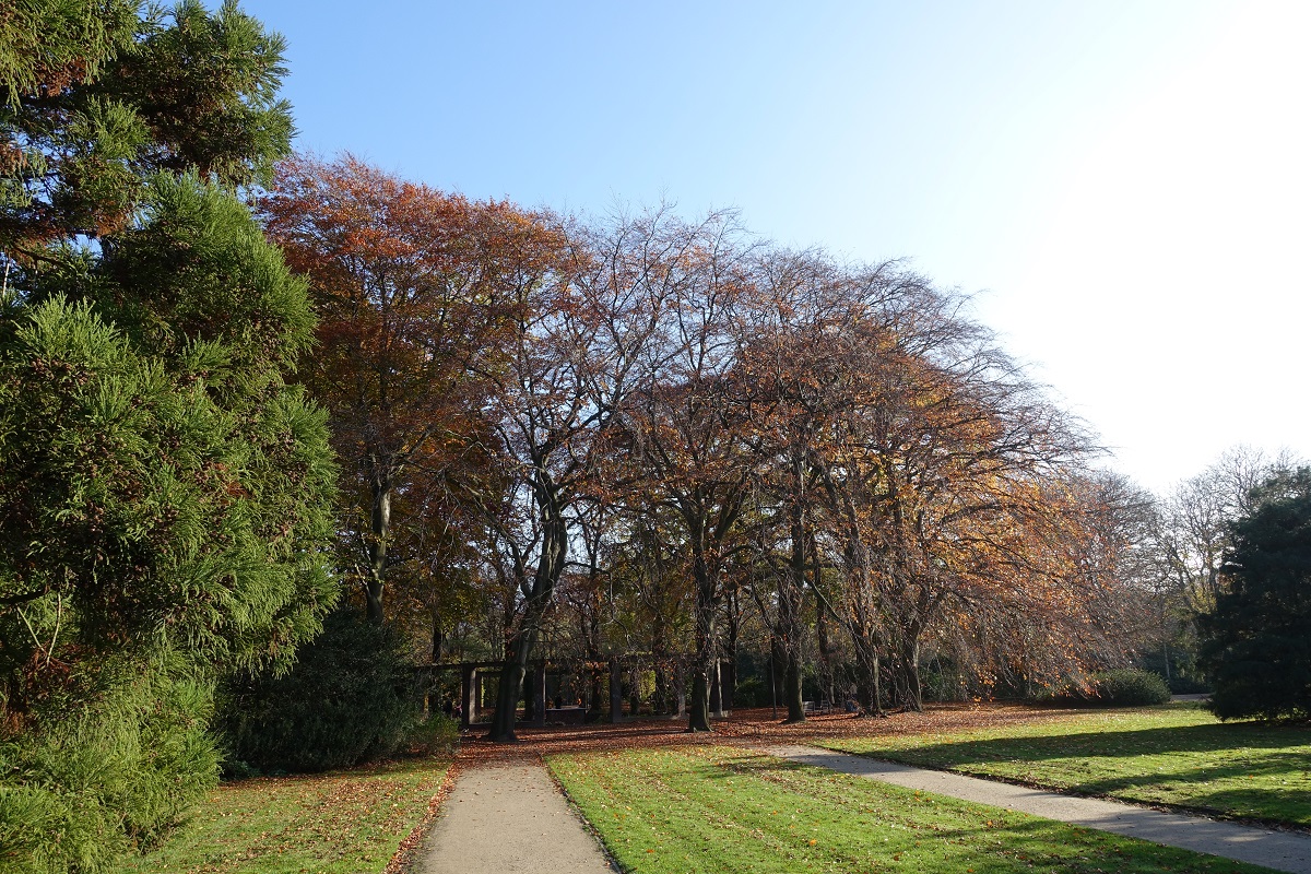 Herbstlicher Spaziergang durch den Hamburger Stadtpark am 7.11.2020 /