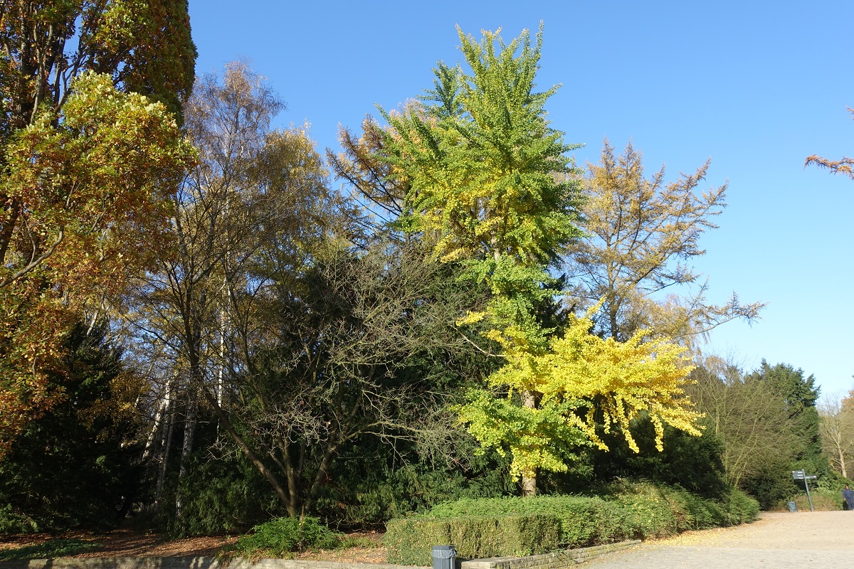 Herbstlicher Spaziergang durch den Hamburger Stadtpark am 7.11.2020 /