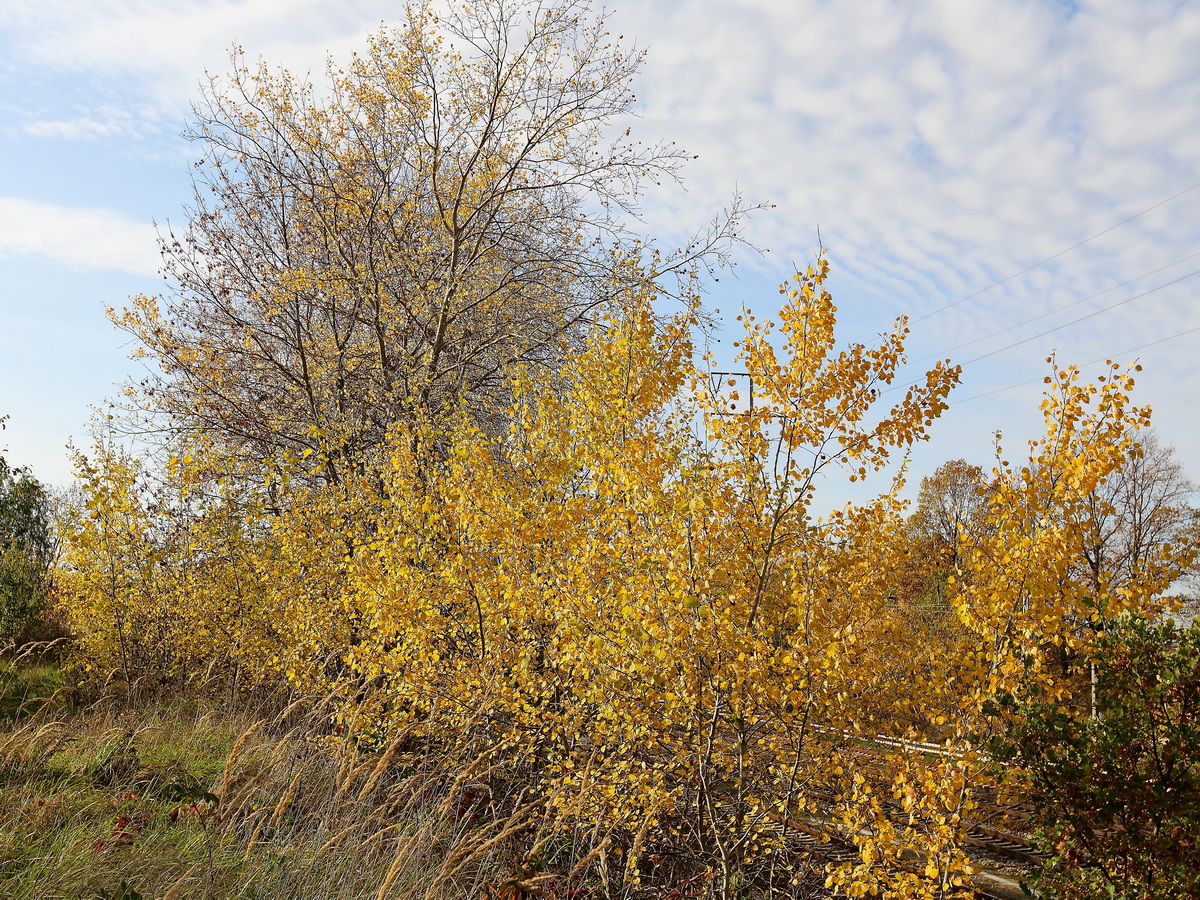 Herbstlichter Landschaftsblick am 13. November 2011 am südlichen Berliner Außenring bei Diedersdorf.