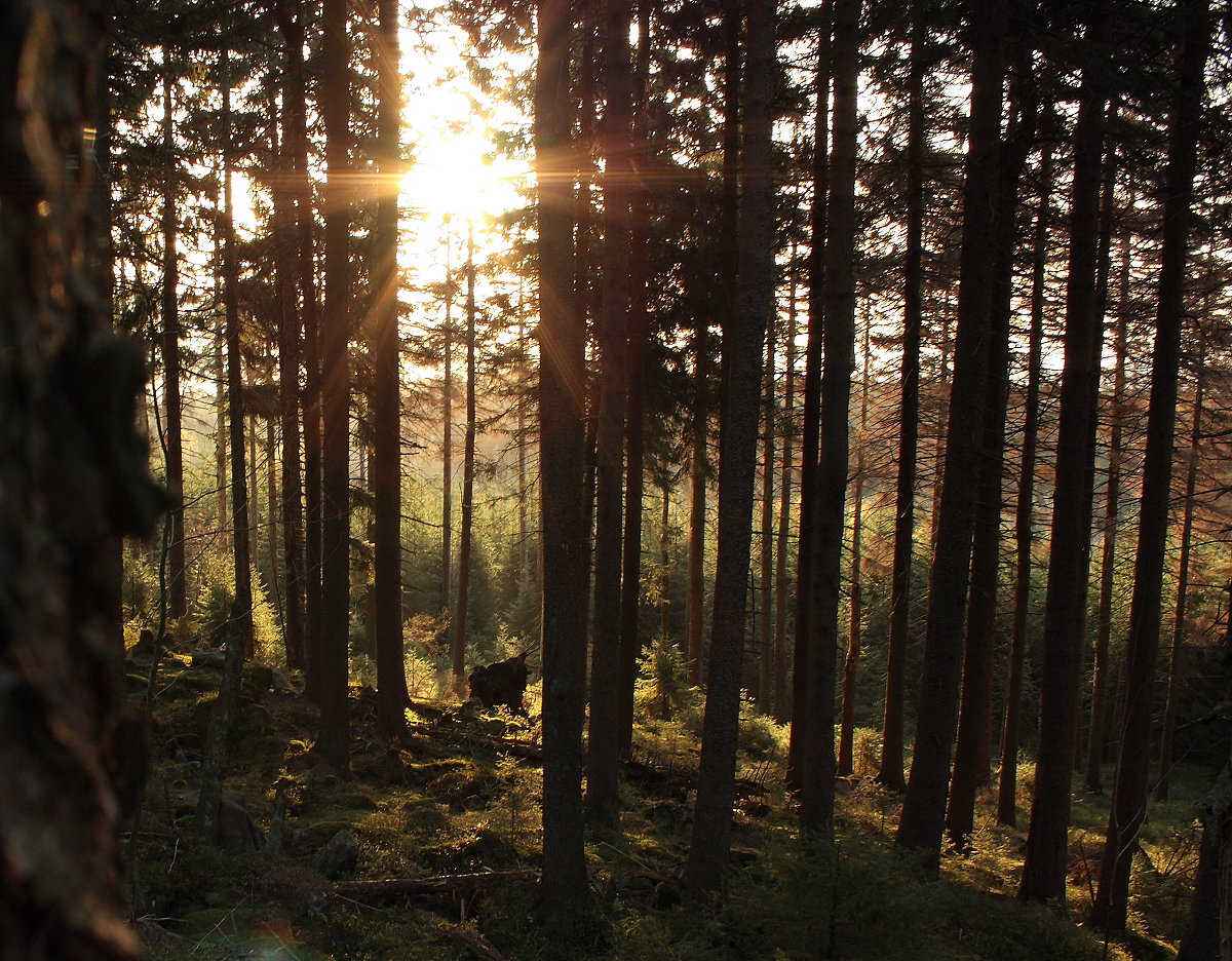 Herbstmorgensonne im Wald der Achtermannshöhe; Aufnahme vom 22.10.2012