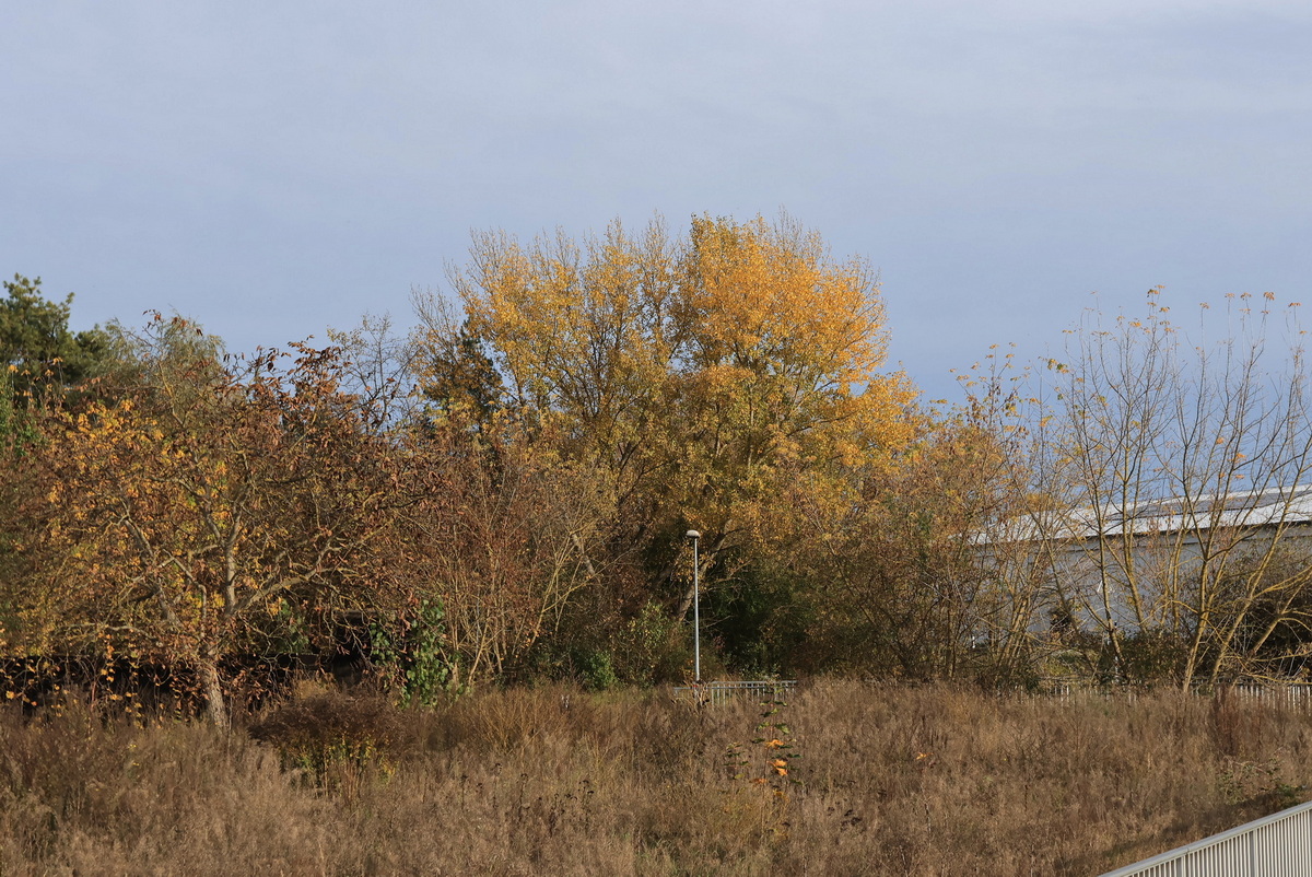 Herbststimmung am 03. November 2023 am Bahnhof Thyrow.