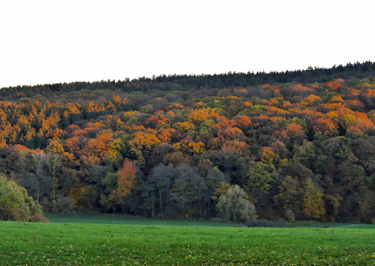 Herbstwald an der Steinbachtalsperre bei Euskirchen - 15.11.2018