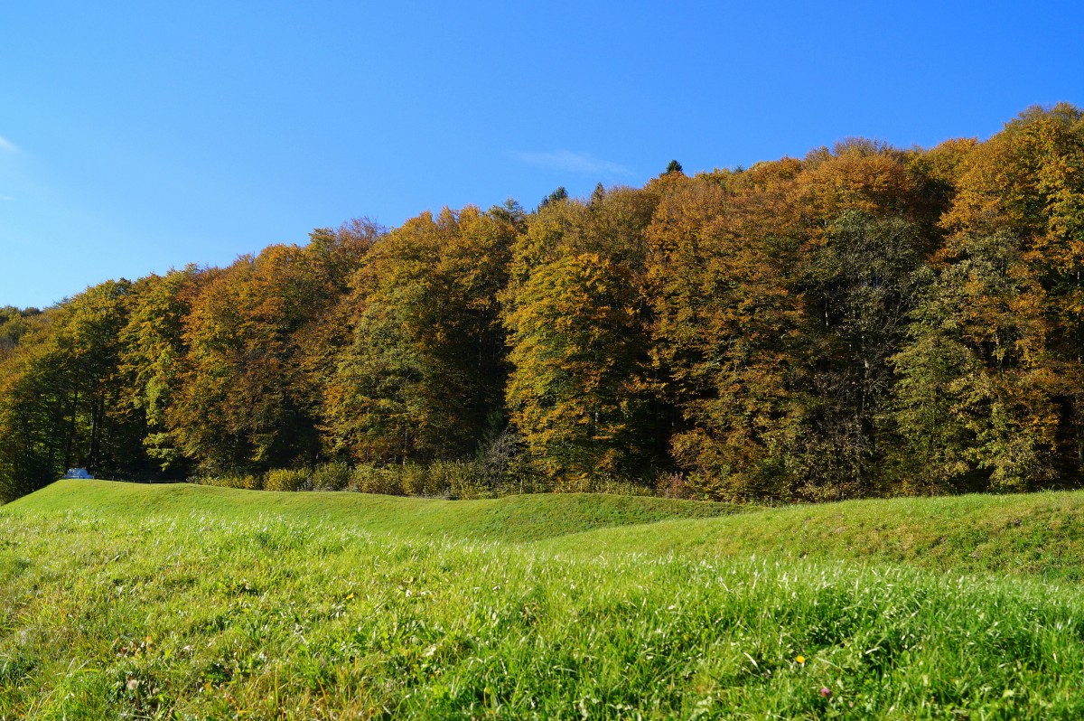Herbstwald im Tiroler Unterinntal am 2. November 2014 in der Nähe von Breitenbach am Inn.