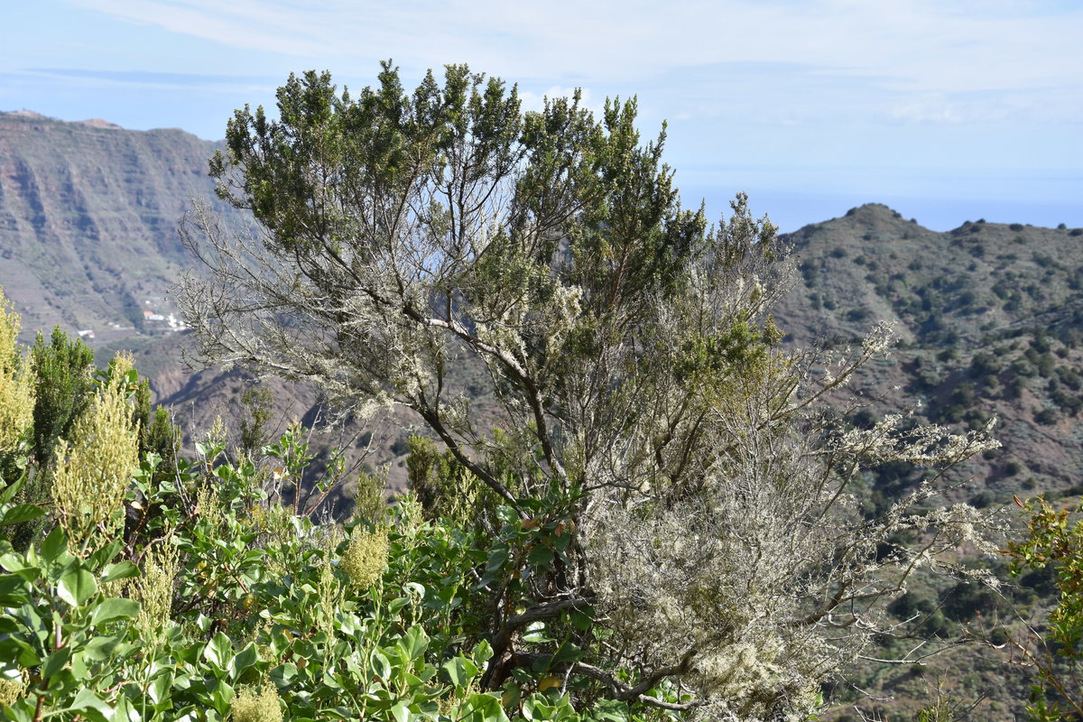 HERMIGUA, 30.03.2016, Blick vom Aussichtspunkt Mirador La Carbonera in Richtung Norden