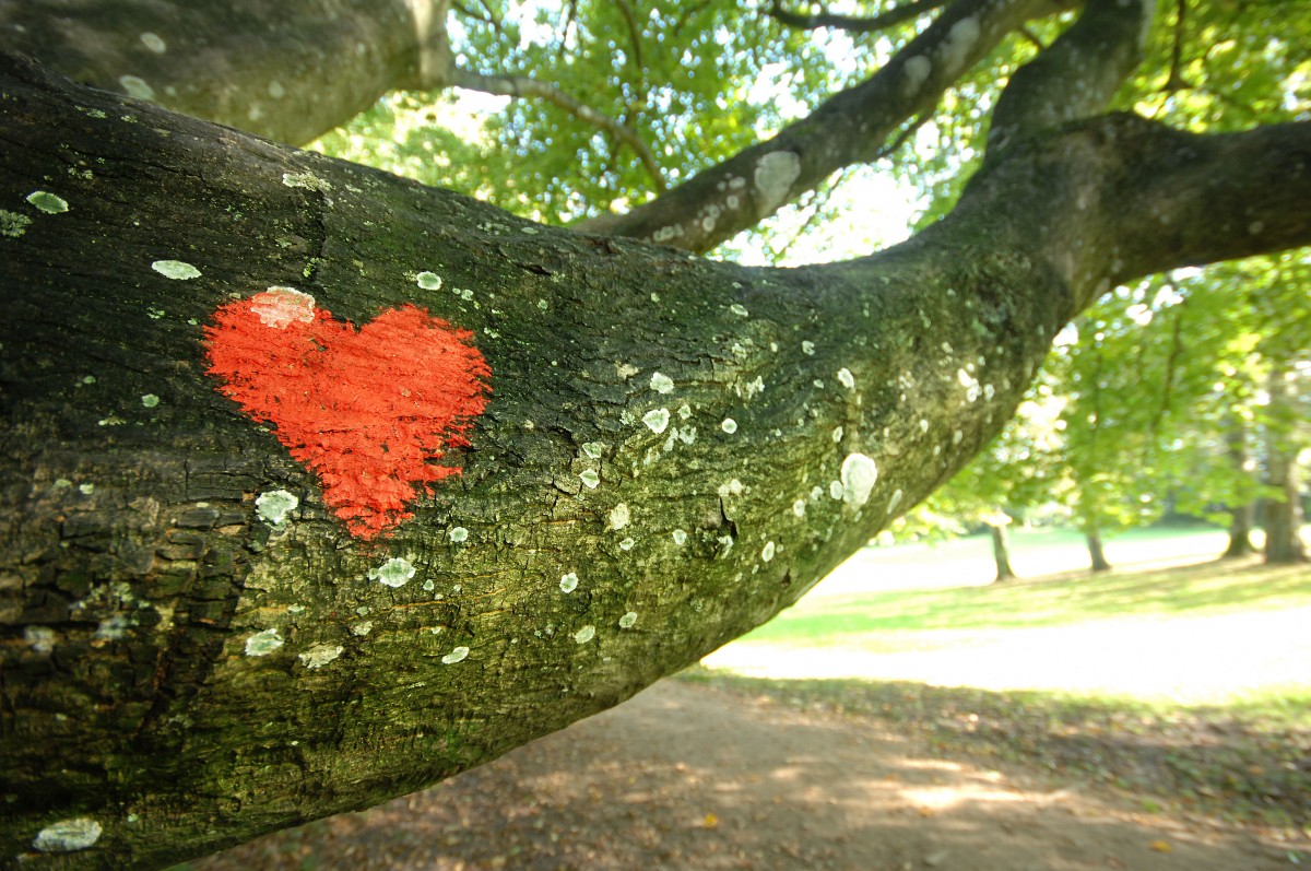 Herz auf Baum gemalt. Christiansen-Park in Flensburg. Aufnahme: Mai 2012.