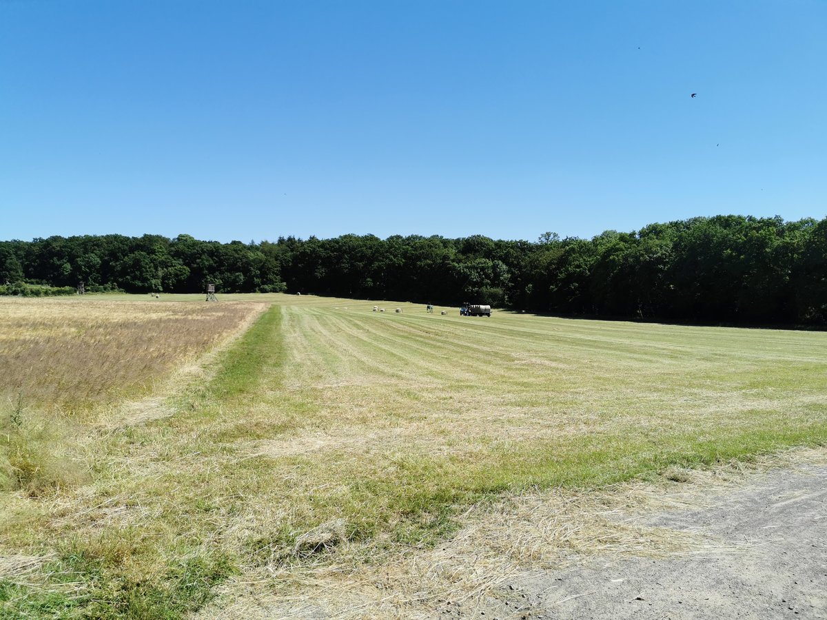 Heuernte bei bestem Wetter am Ortsrand von Fernwald Annerod. Blick auf das frisch gemähte Feld. Im Hintergrund werden die Heuballen verladen. Foto vom 24.06.2020.