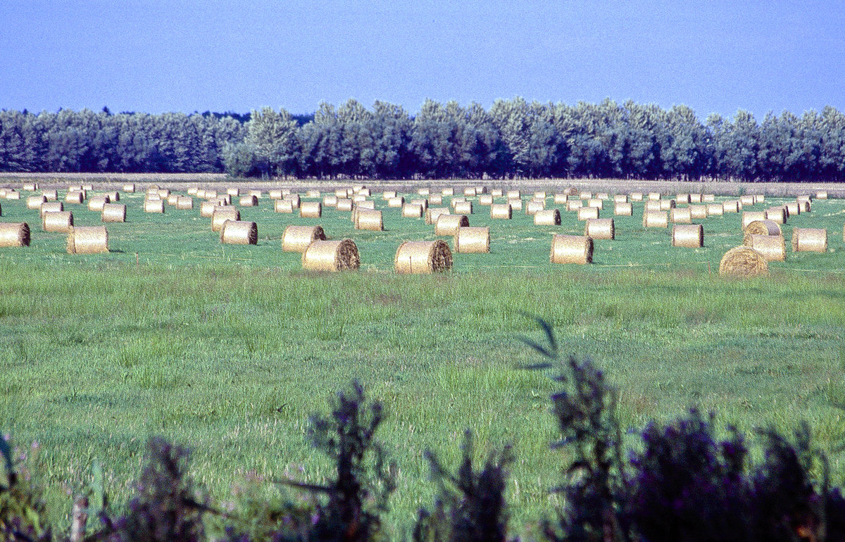 Heufeld bei Stralsund. Bild vom Dia. Aufnahme: August 2001.