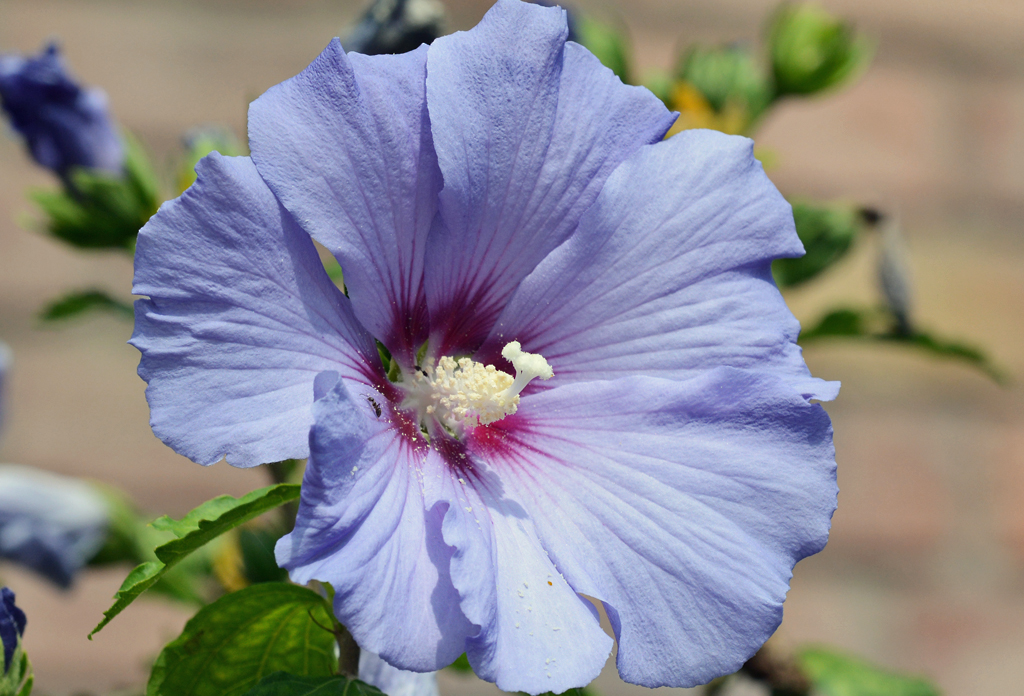 Hibiscus-Blüte - mit kaum erkennbarer Ameise neben dem Blütenstempel - 28.07.2014