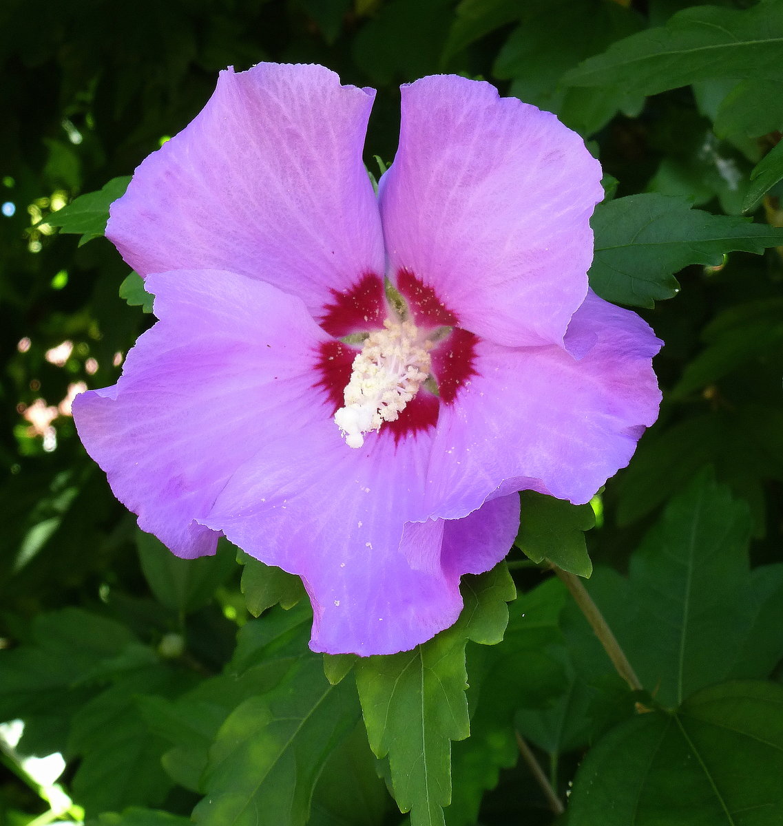 Hibiscusblüte (Eibisch), beliebte Zierpflanze in Gärten und Parkanlagen, Aug.2016 