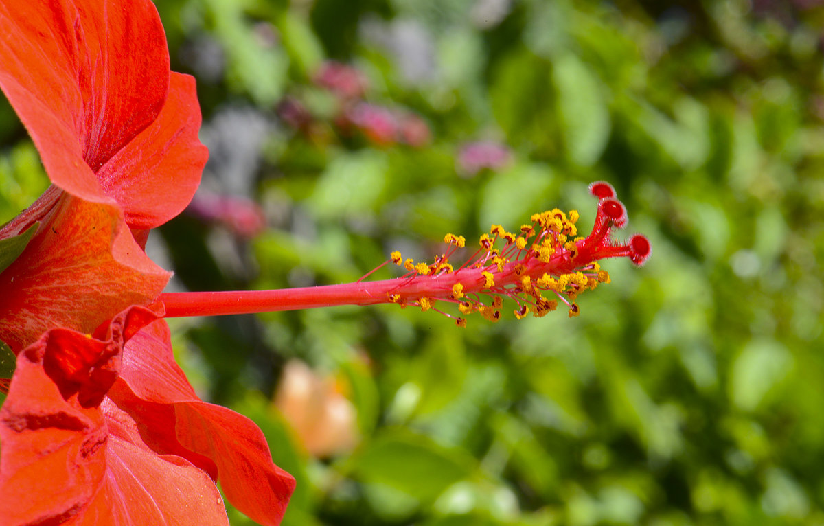 Hibiskus (auf Deutsch Weibisch) in Corralejo auf der Insel Fuerteventura in Spanien.  Aufnahme: 21. Oktober